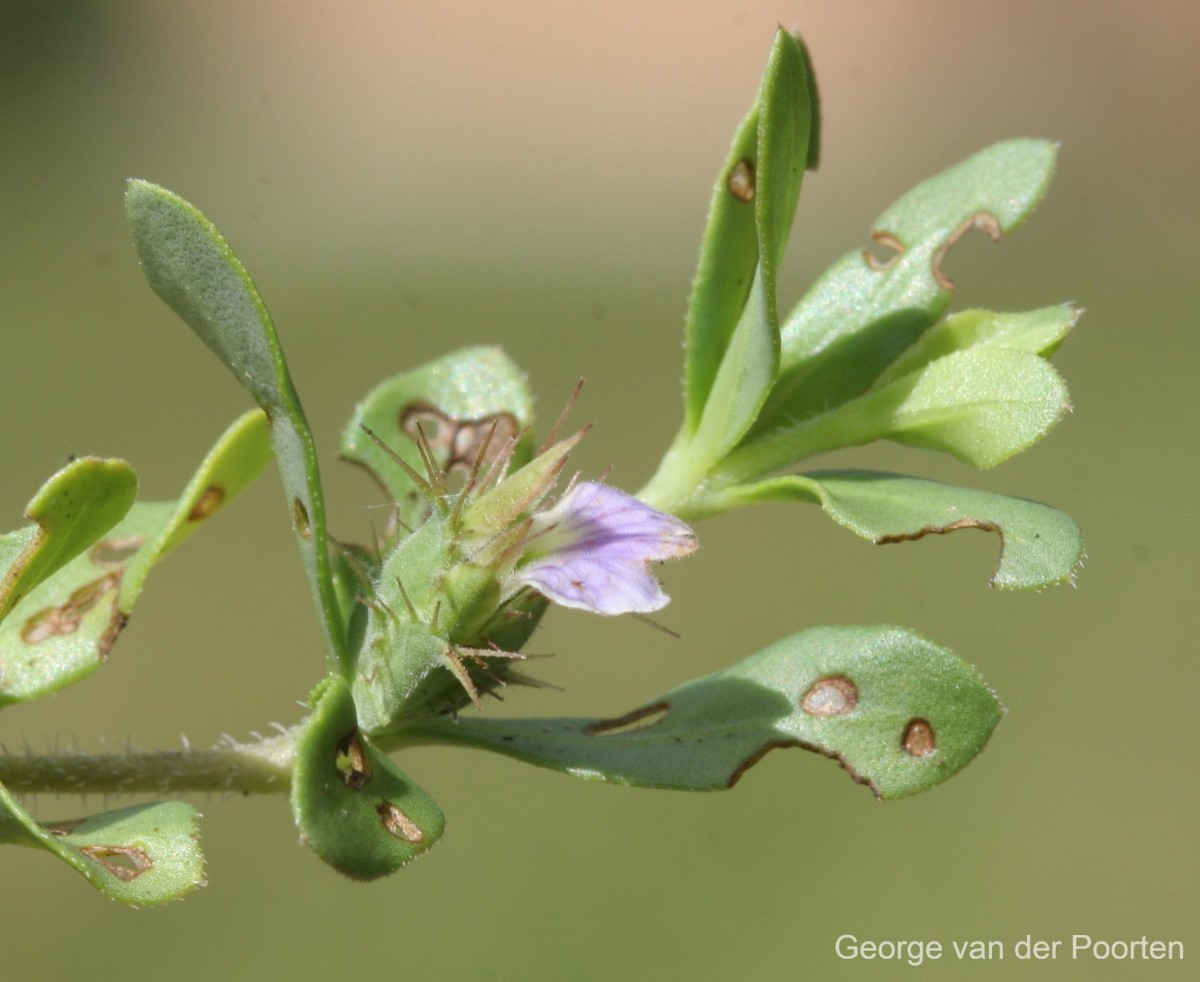 Blepharis integrifolia (L.f.) E.Mey. & Drège ex Schinz